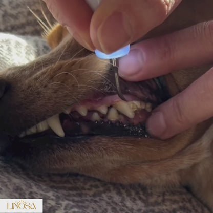 PurePaws Clean - Elektrische Ultraschall Hundezahnbürste